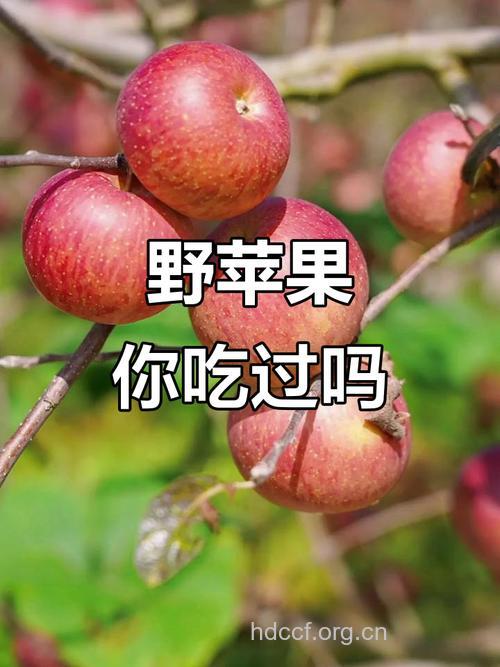 野苹果能吃吗 专家:可直接生吃