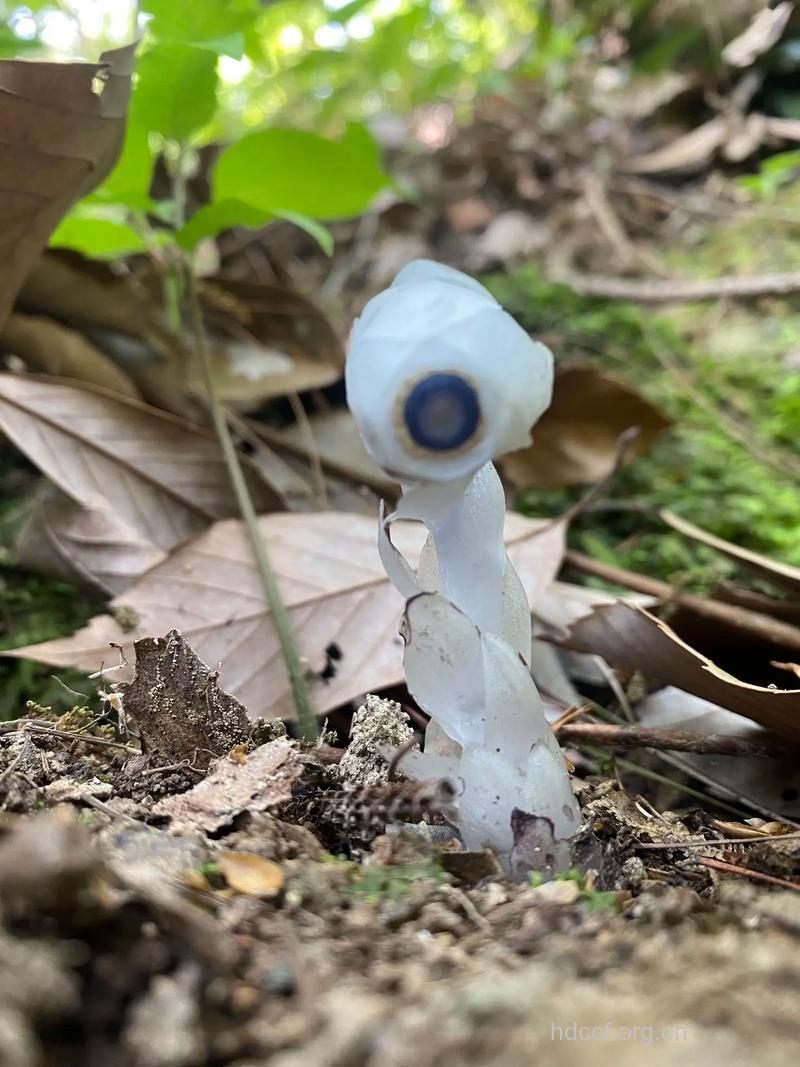 冥界之花真的存在 是治疗体虚久咳的良药