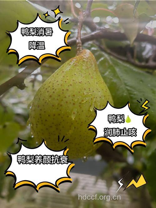坐月子可以吃鸭梨吗