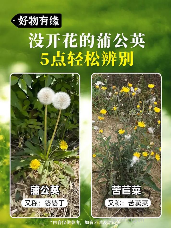 苦菜是蒲公英吗 盘点苦菜与蒲公英的区别