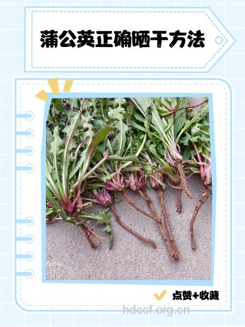 蒲公英怎么晒干 干蒲公英如何食用