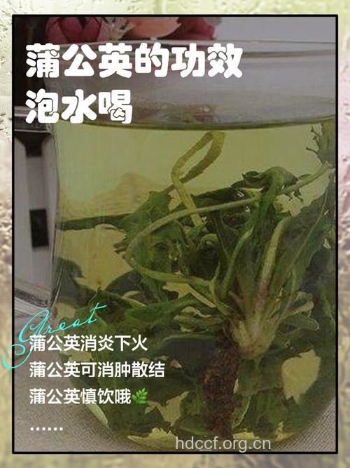 喝蒲公英水会回奶吗 哺乳期吃蒲公英的好处