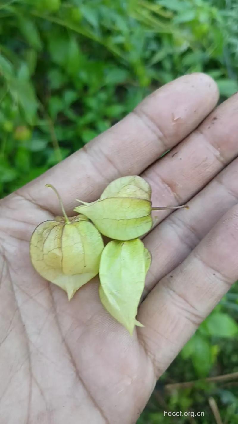 野生灯笼果能吃吗 盘点灯笼果吃法