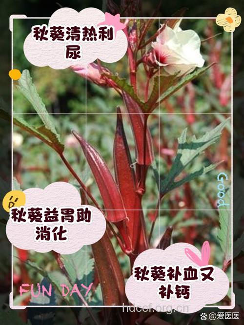 红秋葵你了解吗 盘点红秋葵的7个功效