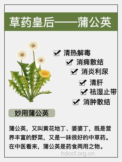 蒲公英的2大副作用【图】
