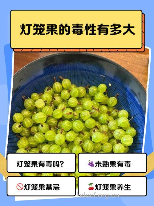 惊人！灯笼果竟有这9个功效