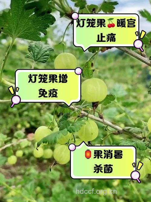 灯笼果是什么 盘点灯笼果的营养价值