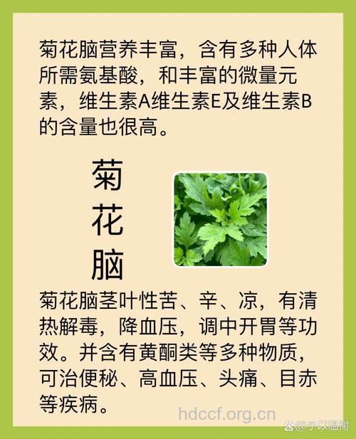 菊花脑的功效与作用【图】