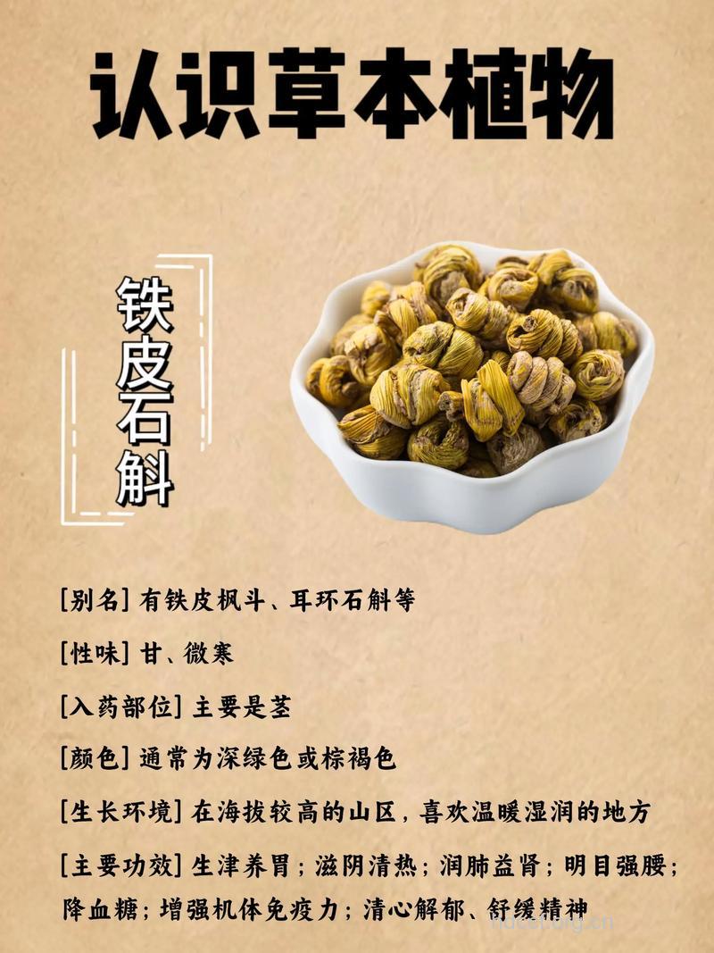 铁皮石斛的功效与作用(图)