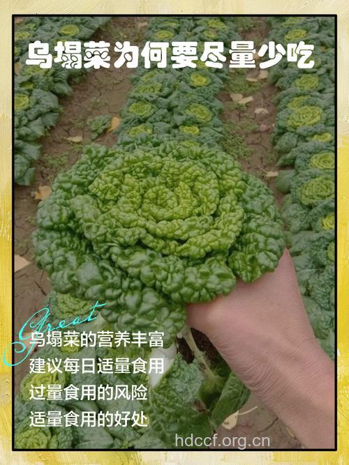 塔菜(乌塌菜)的禁忌 胃虚泄泻者不宜食用