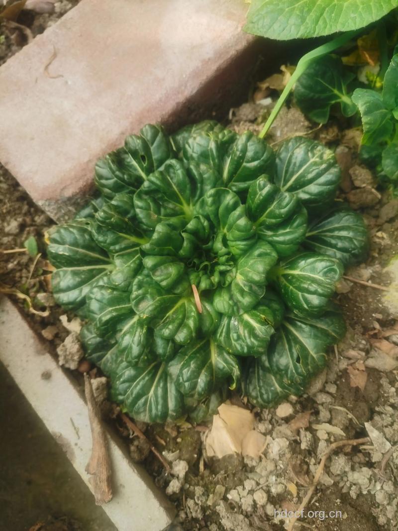 塔菜(乌塌菜)的副作用有哪些