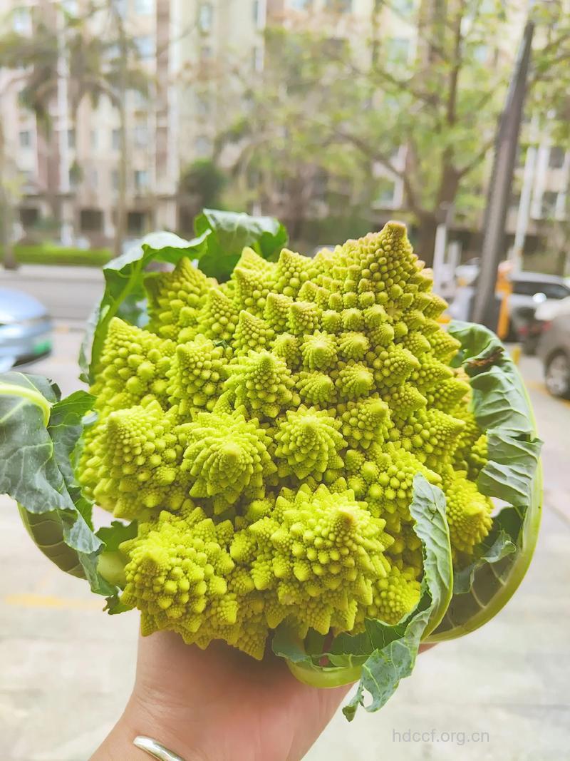塔菜的功效与作用【图】
