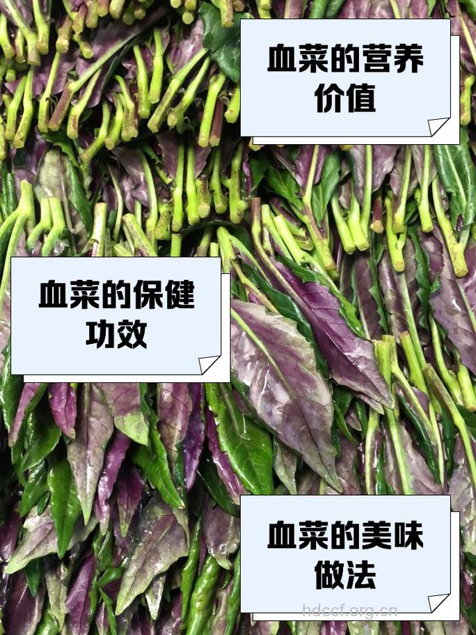 血碧菜的禁忌 寒凉的人不宜食用