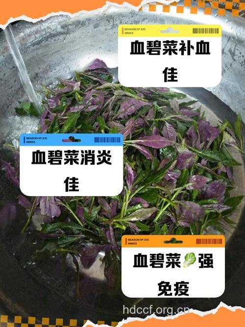 血碧菜的副作用有哪些 警惕血碧菜毒性
