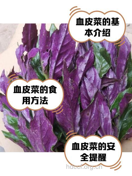 血碧菜的营养价值【图】