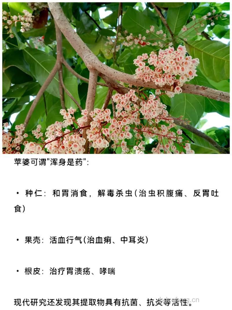 苹婆（凤眼果）的营养价值