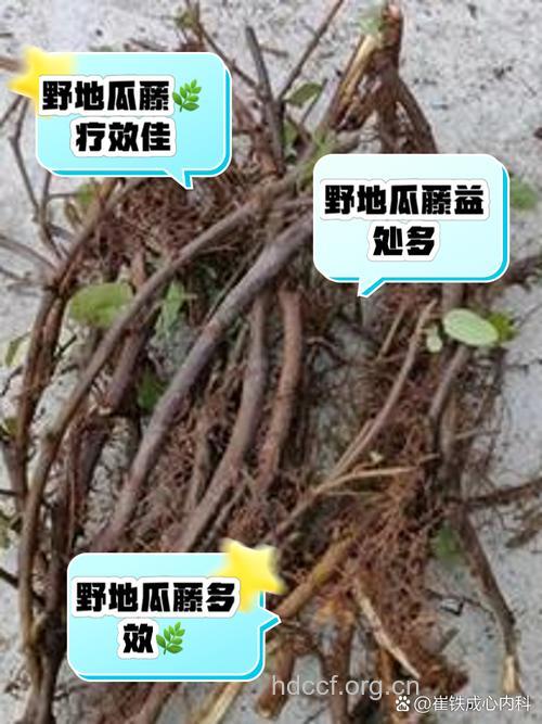 野地瓜滕熬水吃能治疗什么