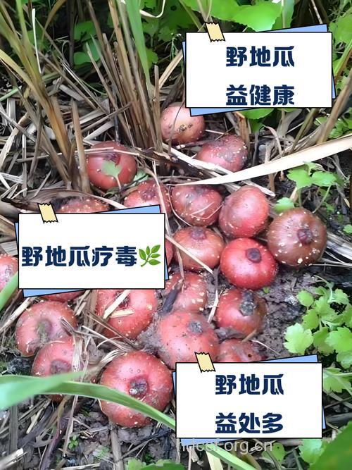野地瓜的禁忌【图】