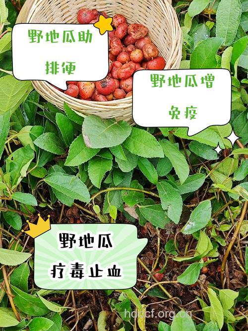 野地瓜的功效与作用【图】