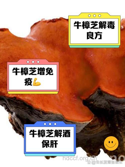 食用牛樟芝有4个注意事项