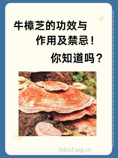 牛樟芝的禁忌有哪些