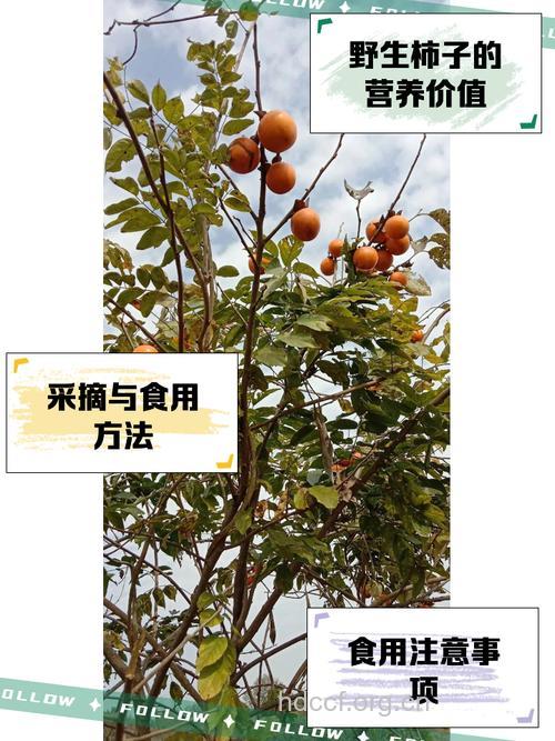 野柿子的副作用【图】