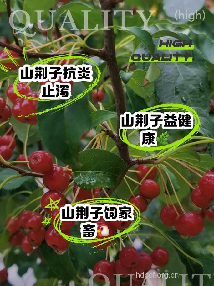 山荆子的功效与作用【图】