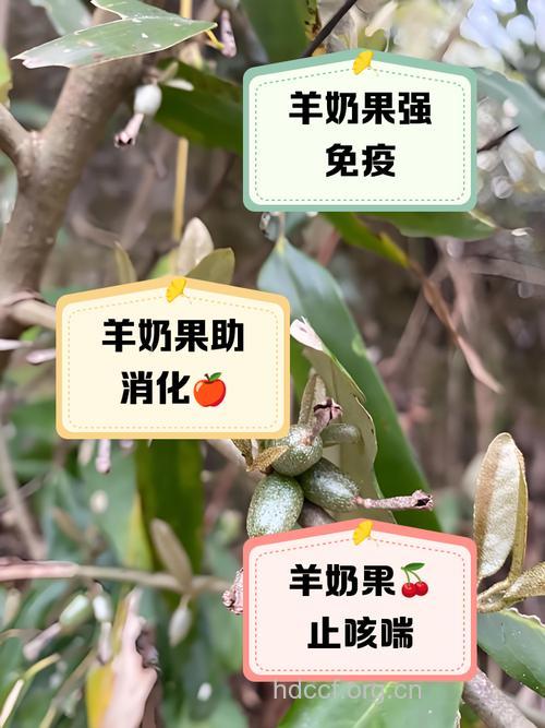 羊奶果的副作用 专家：暂无毒副作用