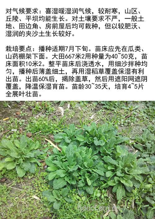 蟾蜍草与什么不能同食 盘点蟾蜍草的吃法