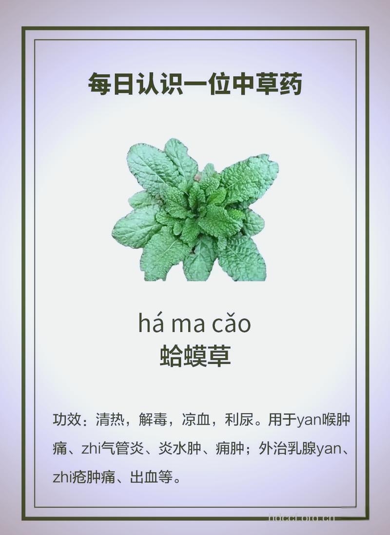 蟾蜍草什么人不能吃 专家:体虚者不宜用