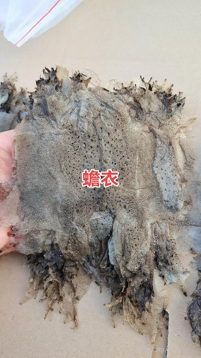 蛤蟆衣的食用方法 推荐2种吃法