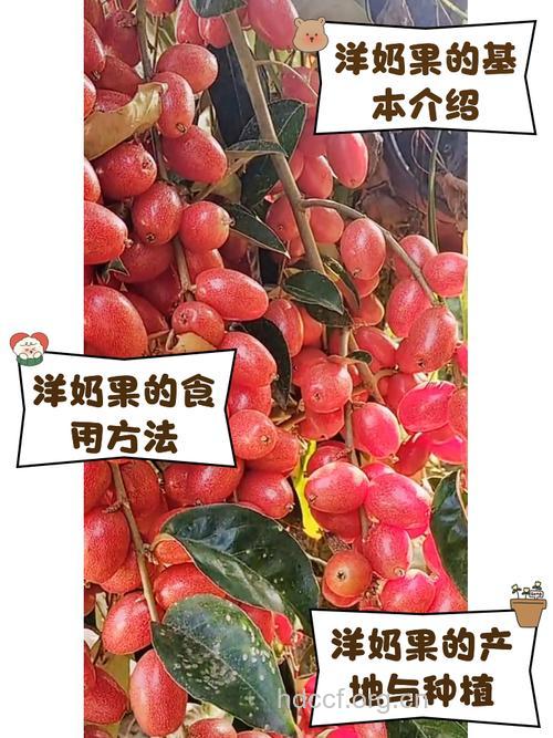 羊奶果怎么吃 推荐4种吃法