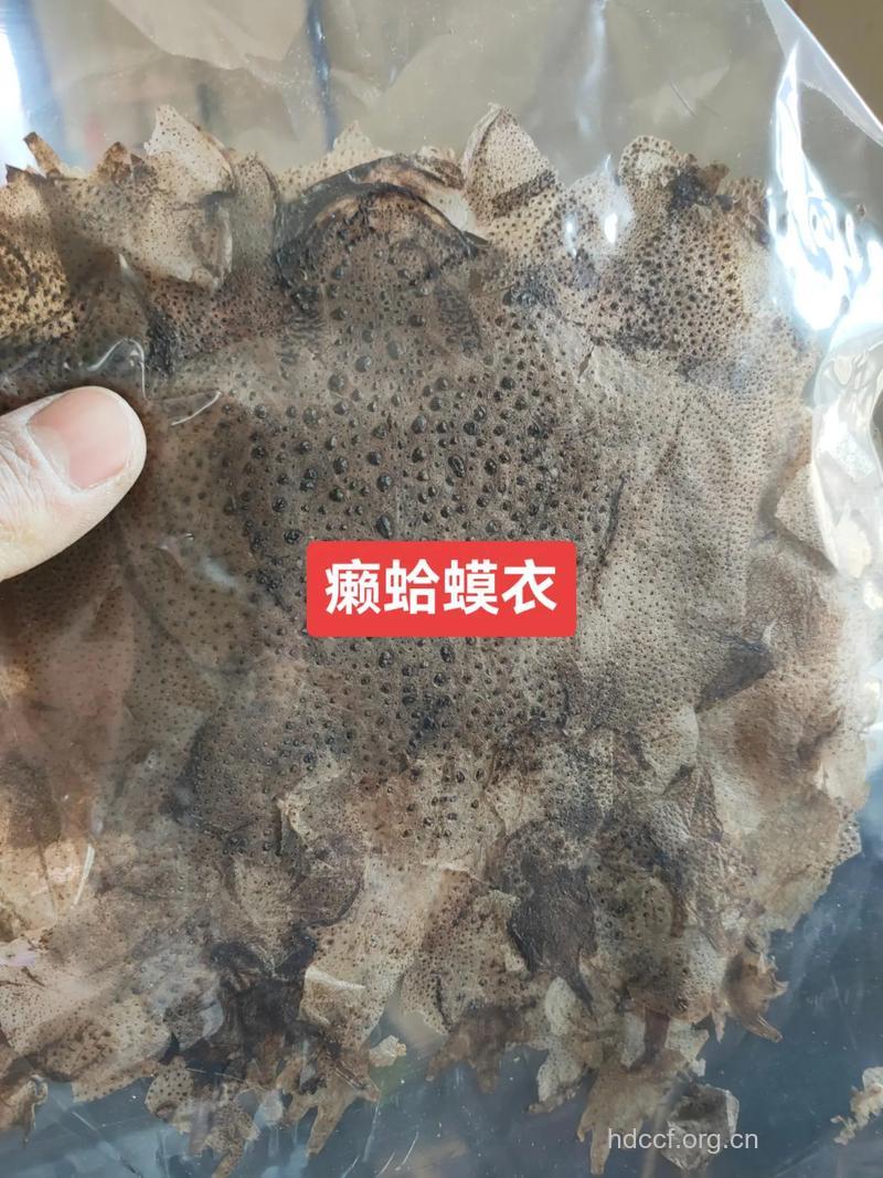 蛤蟆衣的功效与作用【图】