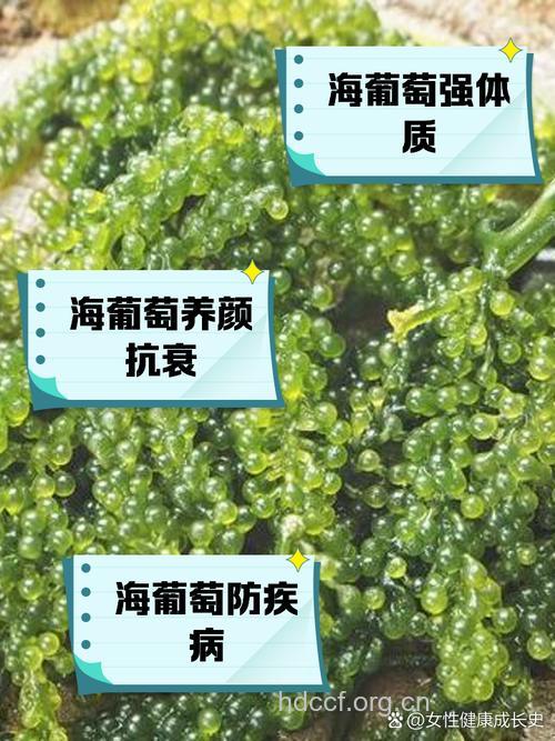 解惑：海葡萄的副作用有哪些