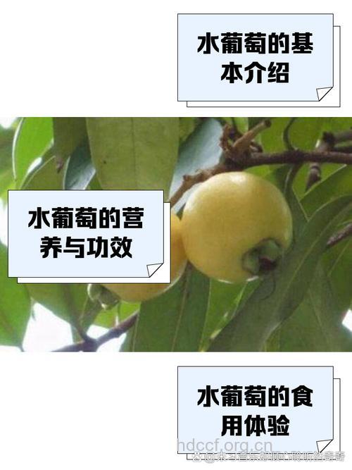 水葡萄的功效与作用【图】