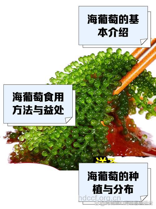 解析：海葡萄的禁忌有哪些