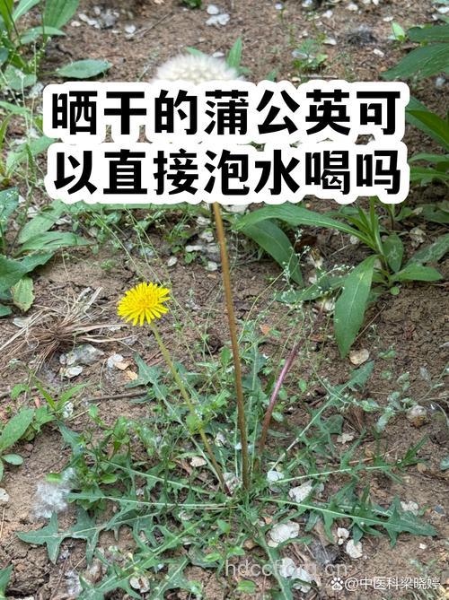 干蒲公英泡水能长期喝吗