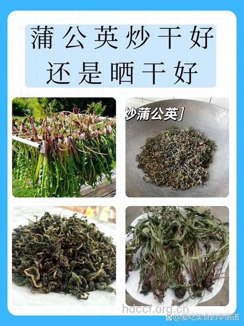 干蒲公英怎么吃 干蒲公英的吃法
