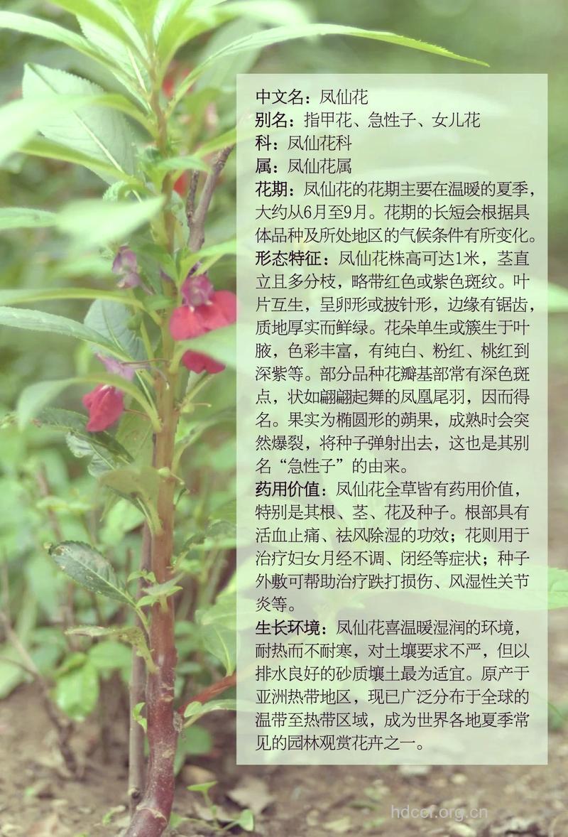 凤仙花的功效与作用【图】