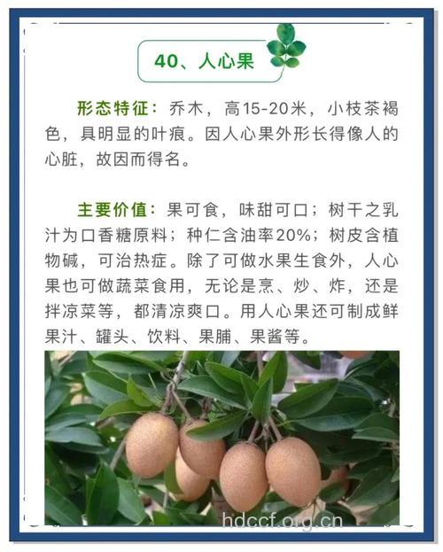 人心果的功效与作用【图】