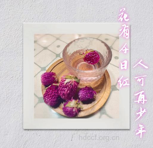 千日红花茶的做法【图】