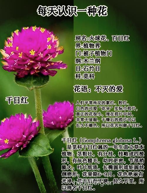 千日红花茶的功效与作用【图】