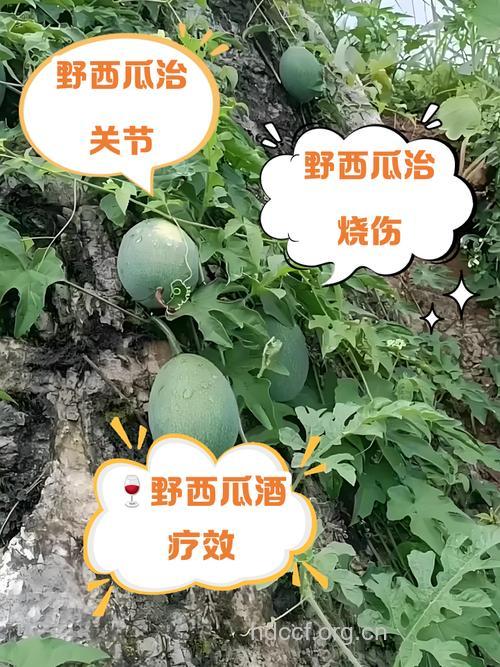 野西瓜有毒吗 盘点野西瓜的功效