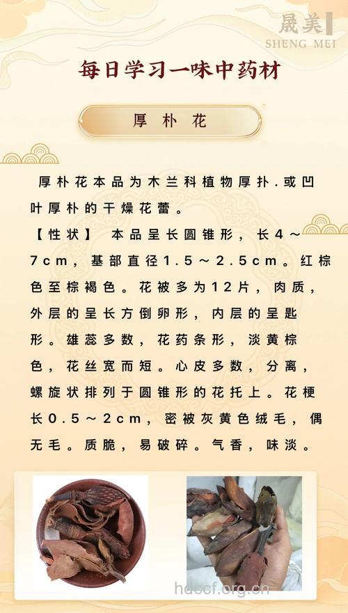 厚朴花茶的做法【图】