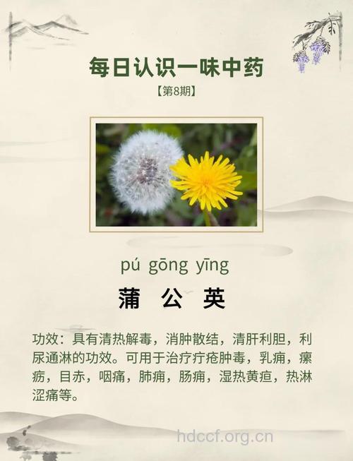 中药蒲公英的药用价值【图】