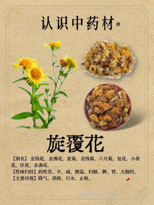 旋覆花茶的功效与作用【图】