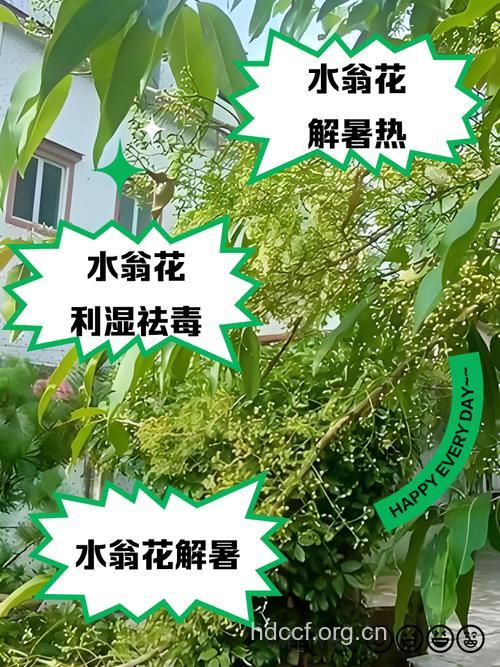 水翁花茶的功效与作用【图】