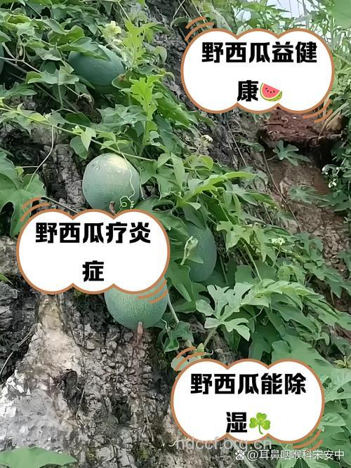 野西瓜的功效【图】