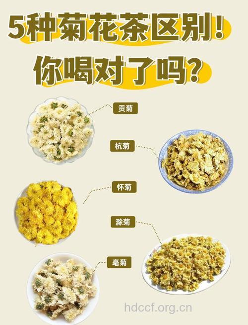 菊花茶的功效与作用【图】