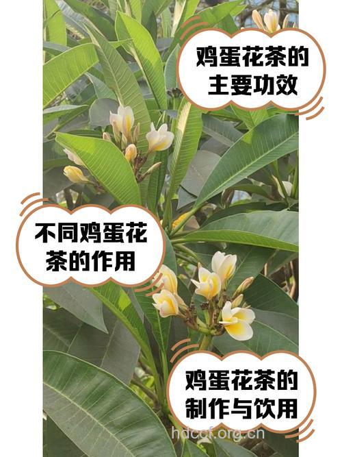 鸡蛋花茶的功效与作用【图】